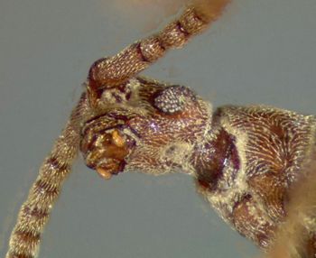 Media type: image;   Entomology 9030 Aspect: head lateral view